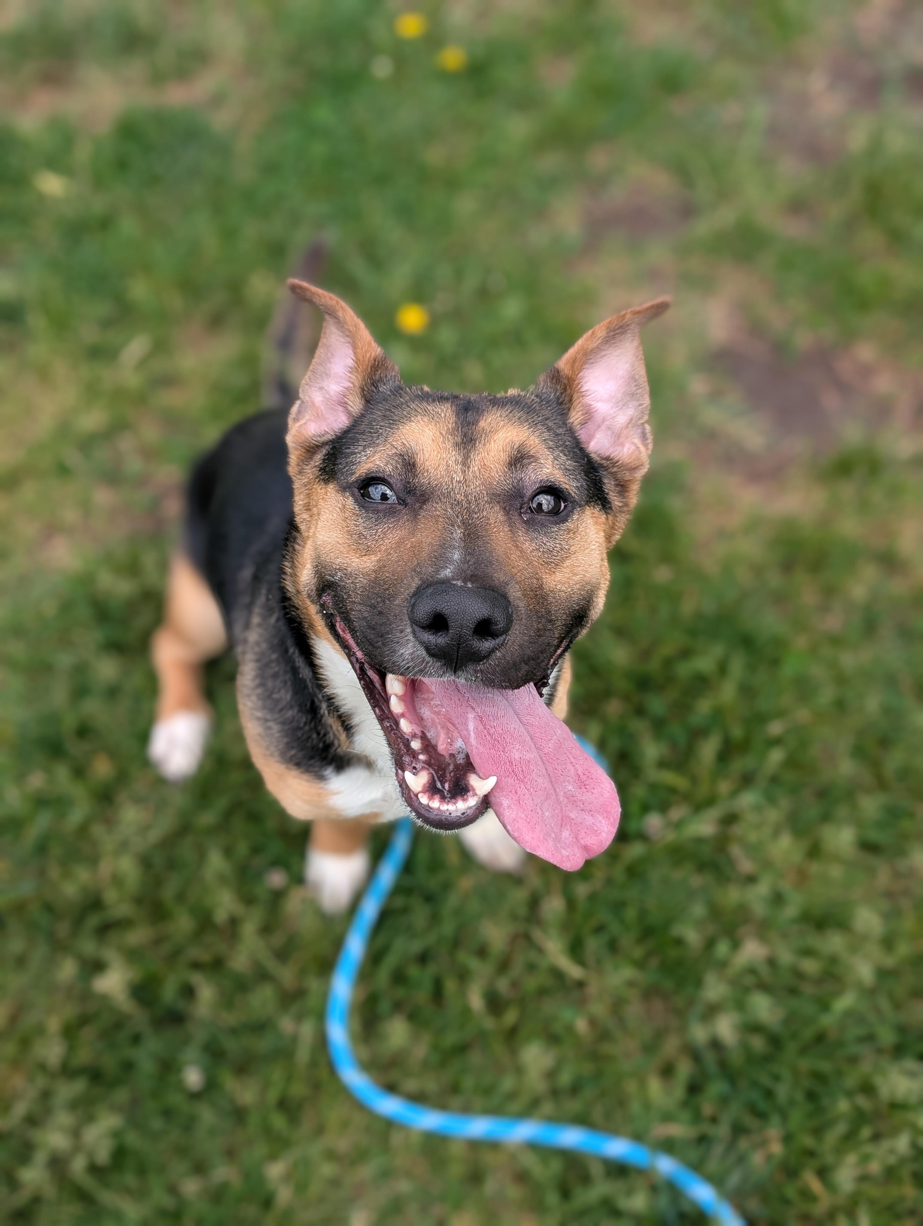 Buddy, ADOPTABLE, Adult Male Corgi & Border Collie.