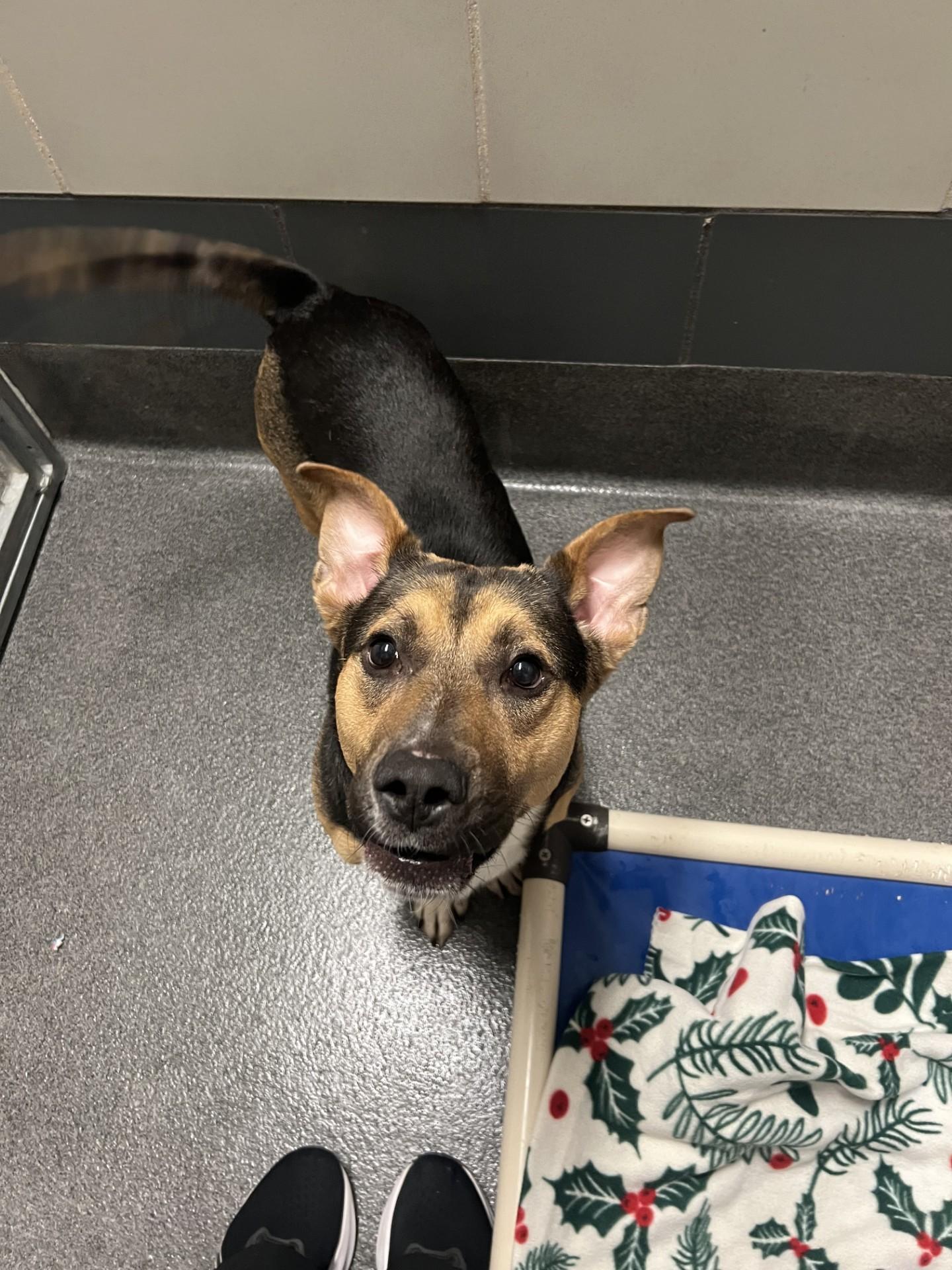 Buddy, a ADOPTABLE mixed breed in Cedar Rapids, IA image 4/4