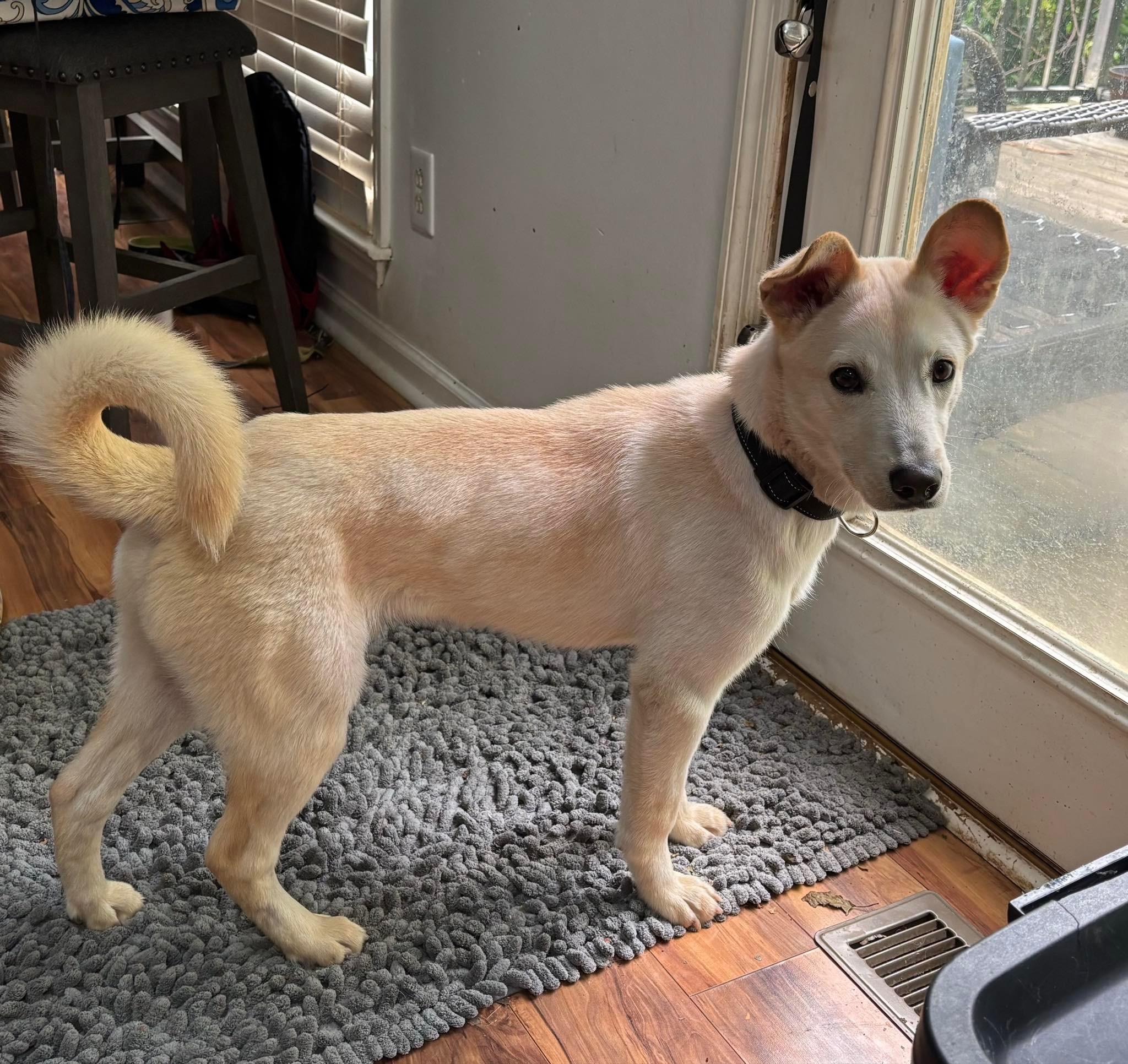 Cloud, a ADOPTABLE mixed breed in Lexington, KY image 2/4