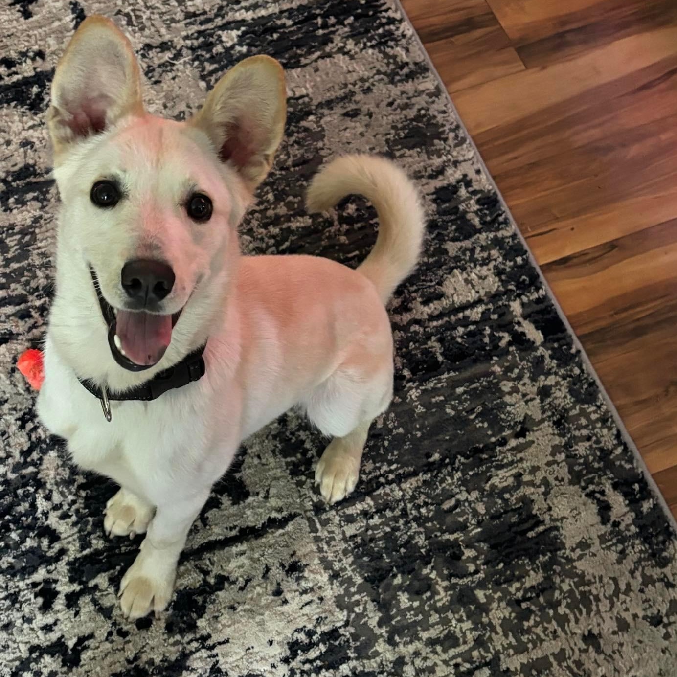 Cloud, a ADOPTABLE mixed breed in Lexington, KY image 1/4