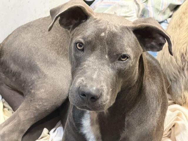 Collin, an adopted Mixed Breed in Rockdale, TX image 1/6