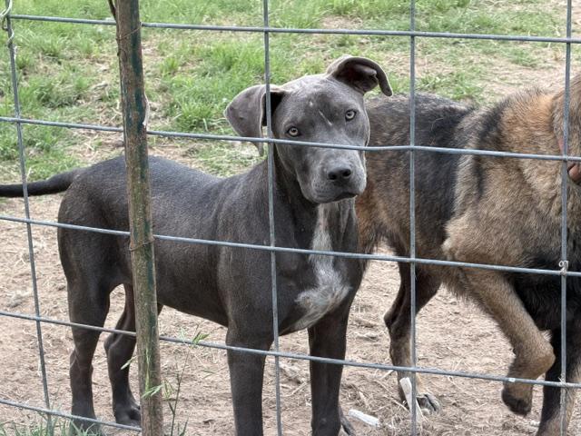 Collin, an adopted Mixed Breed in Rockdale, TX image 6/6