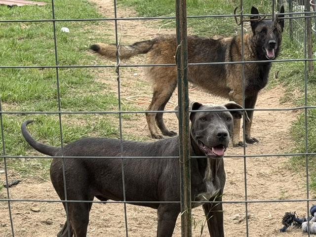 Collin, an adopted Mixed Breed in Rockdale, TX image 5/6