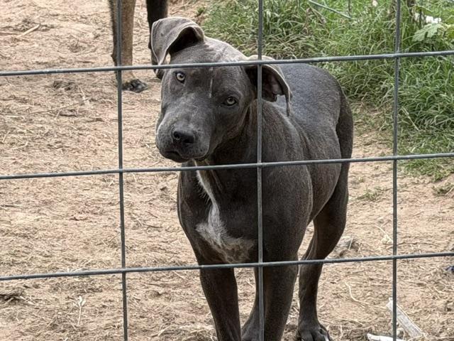 Collin, an adopted Mixed Breed in Rockdale, TX image 3/6