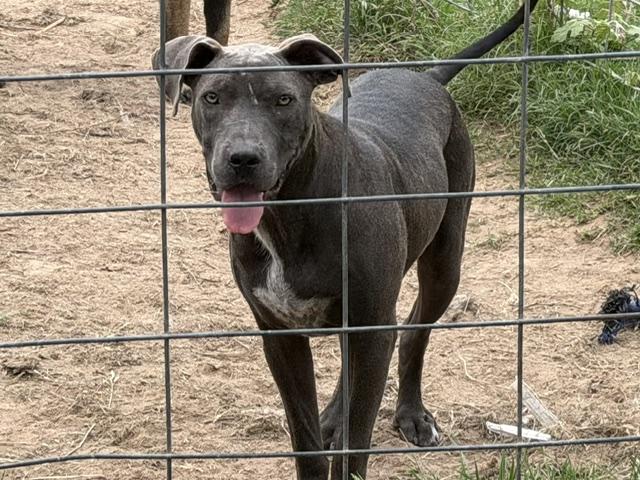 Collin, an adopted Mixed Breed in Rockdale, TX image 4/6