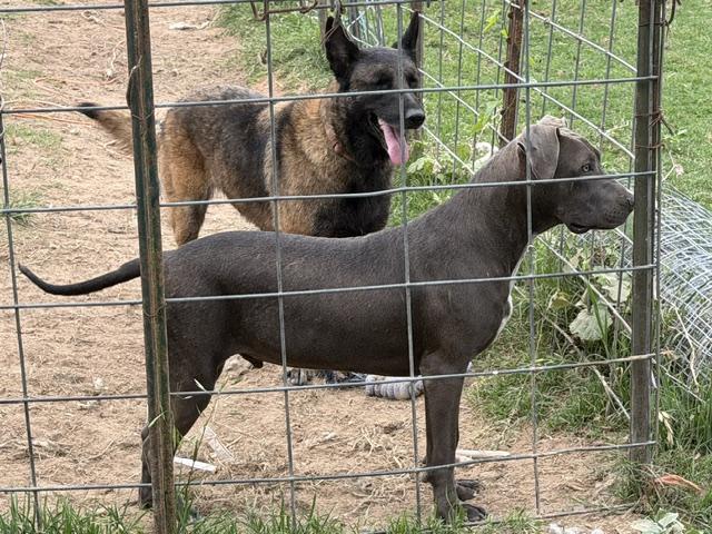 Collin, an adopted Mixed Breed in Rockdale, TX image 2/6