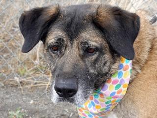 Enlarge Bailey, a ADOPTABLE mixed breed in Anaconda, MT image 5/6