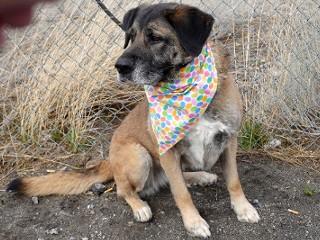 Enlarge Bailey, a ADOPTABLE mixed breed in Anaconda, MT image 4/6