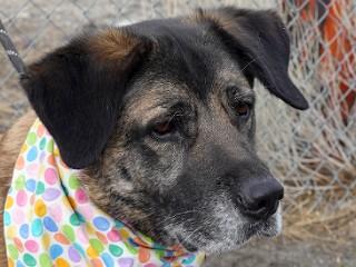 Enlarge Bailey, a ADOPTABLE mixed breed in Anaconda, MT image 2/6