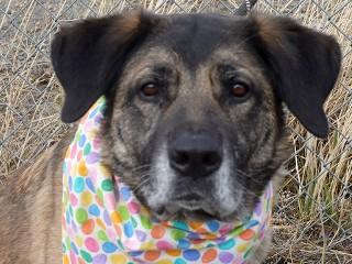 Bailey, ADOPTABLE, Senior Female German Shepherd Dog & Great Pyrenees.