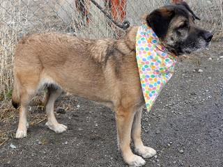 Enlarge Bailey, a ADOPTABLE mixed breed in Anaconda, MT image 3/6