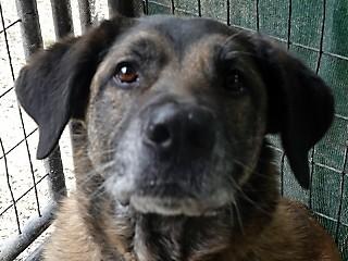 Enlarge Bailey, a ADOPTABLE mixed breed in Anaconda, MT image 6/6