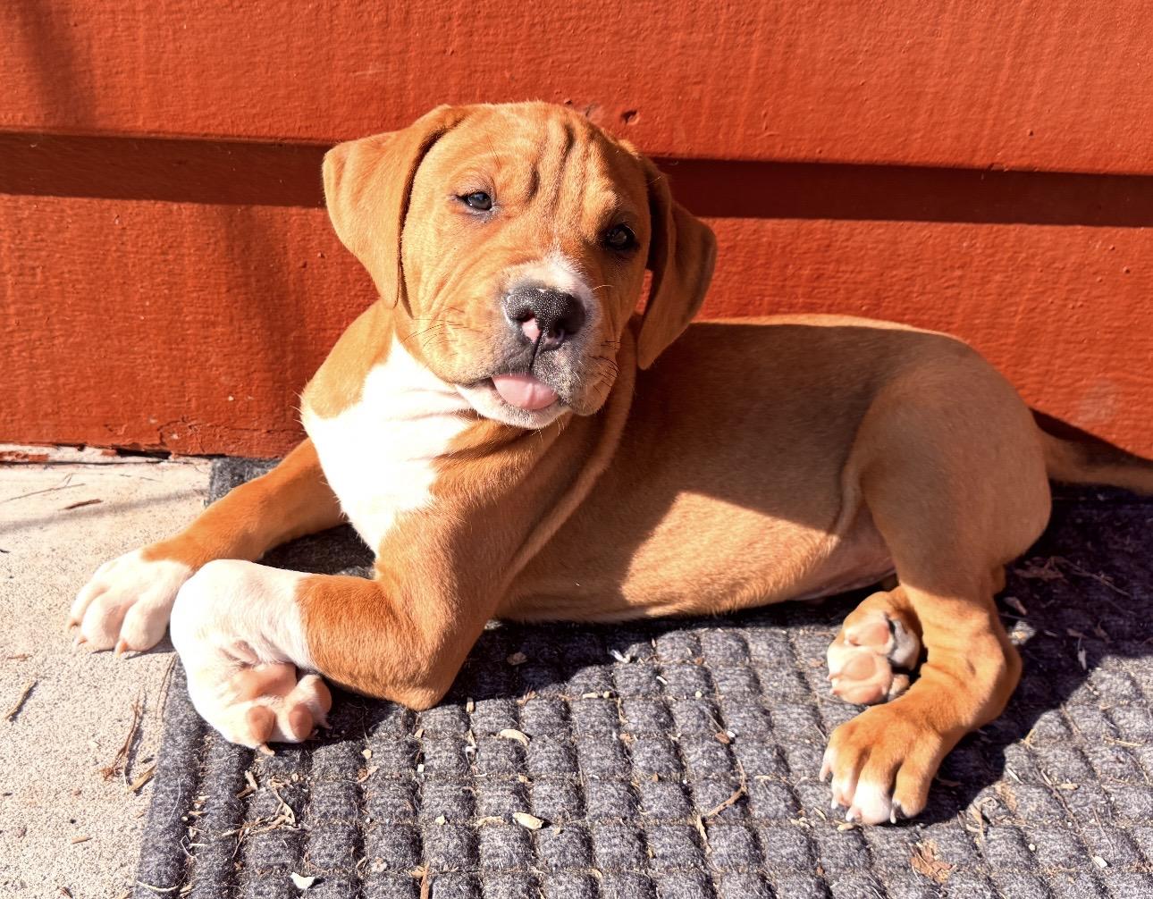 Hank (Williams), ADOPTABLE, Puppy Male Pit Bull Terrier.