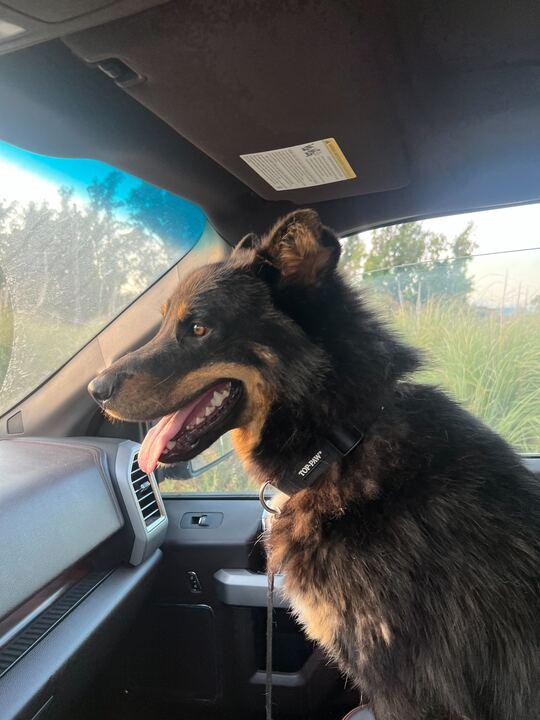 Enlarge Wally, an adoptable mixed breed in San Rafael, CA image 2/6