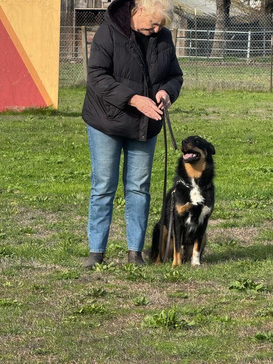 Enlarge Wally, an adoptable mixed breed in San Rafael, CA image 6/6