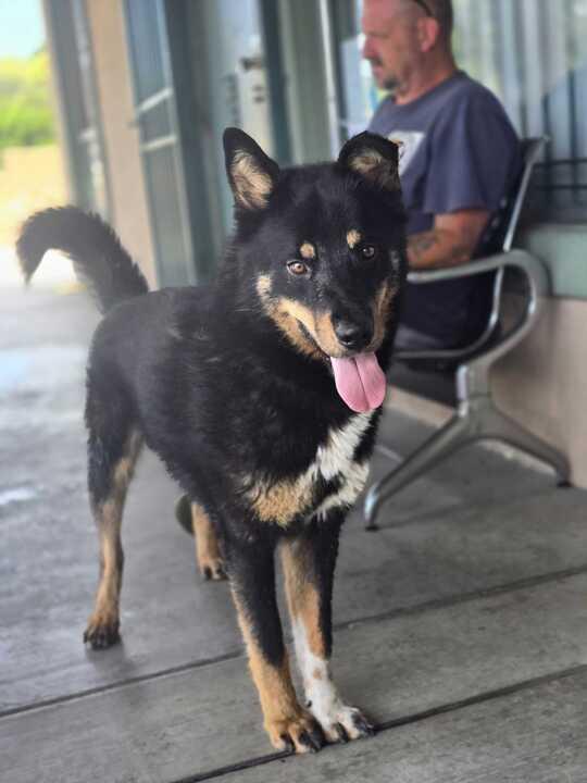 Enlarge Wally, an adoptable mixed breed in San Rafael, CA image 3/6