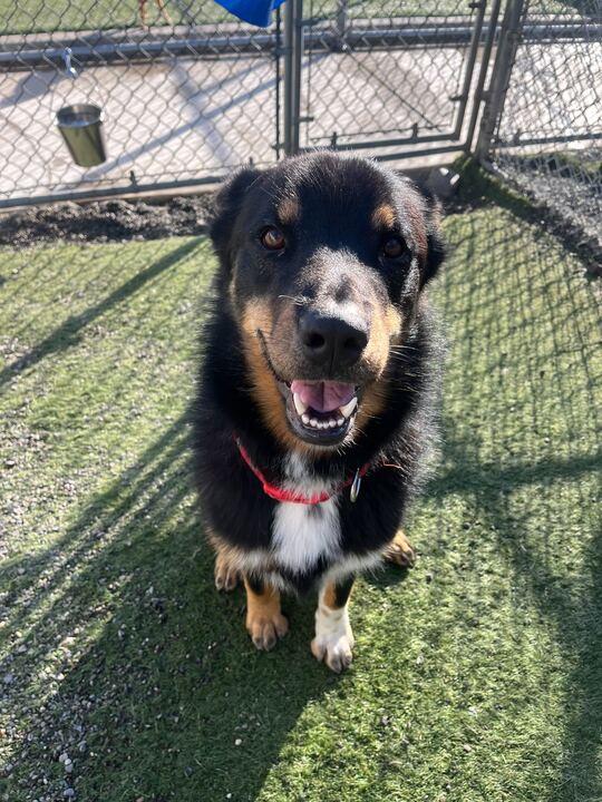 Enlarge Wally, an adoptable mixed breed in San Rafael, CA image 1/6