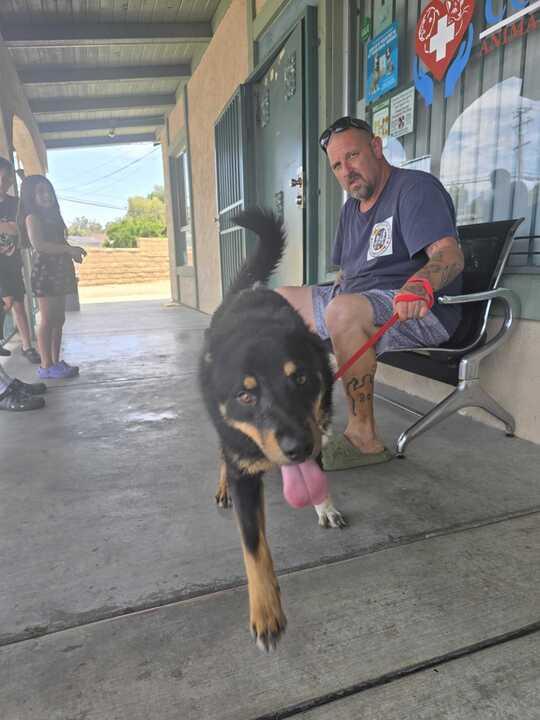 Enlarge Wally, an adoptable mixed breed in San Rafael, CA image 4/6