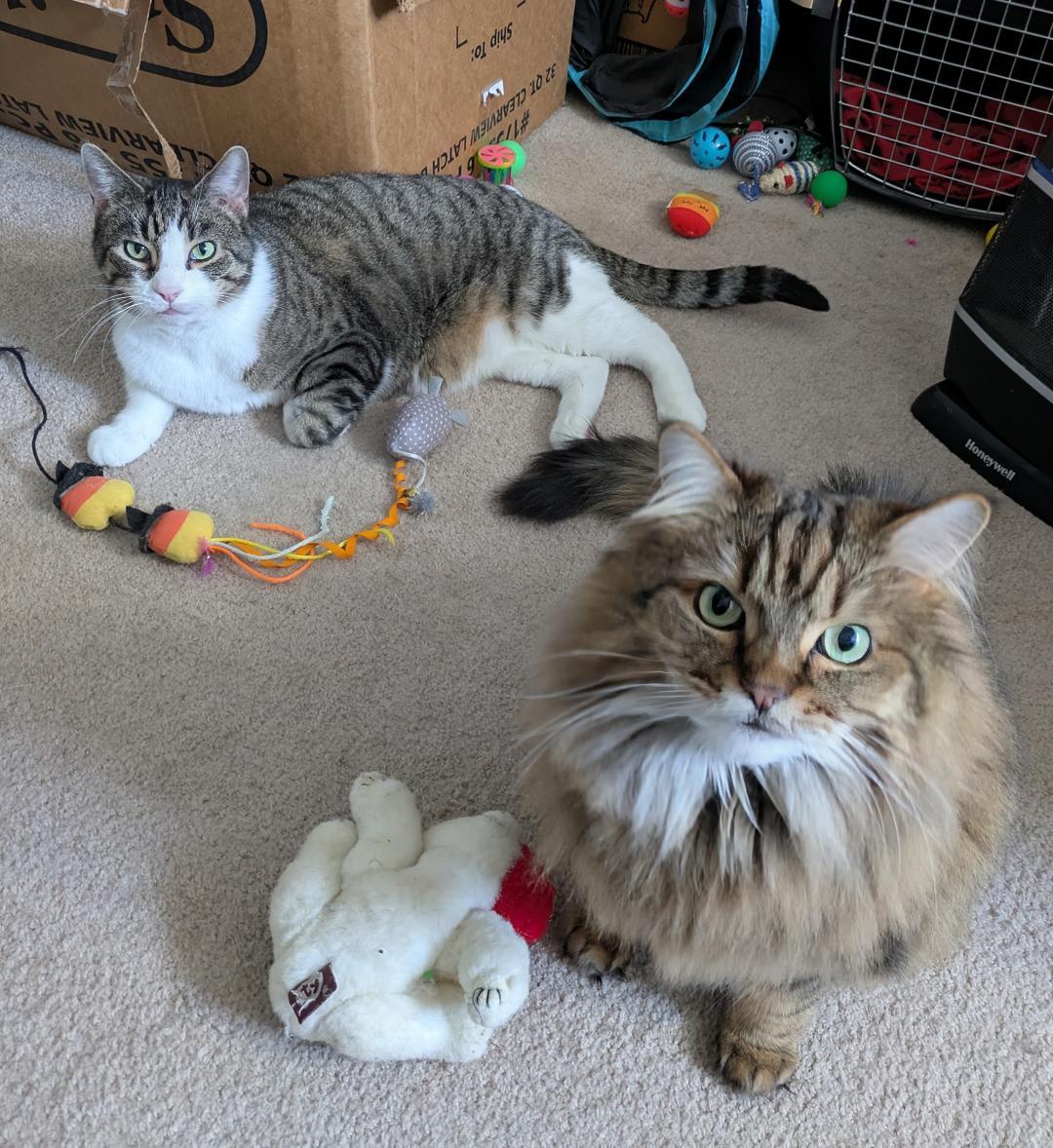 Theo and Jasmine, a Adoptable Domestic Long Hair in West Lafayette, IN image 2/2