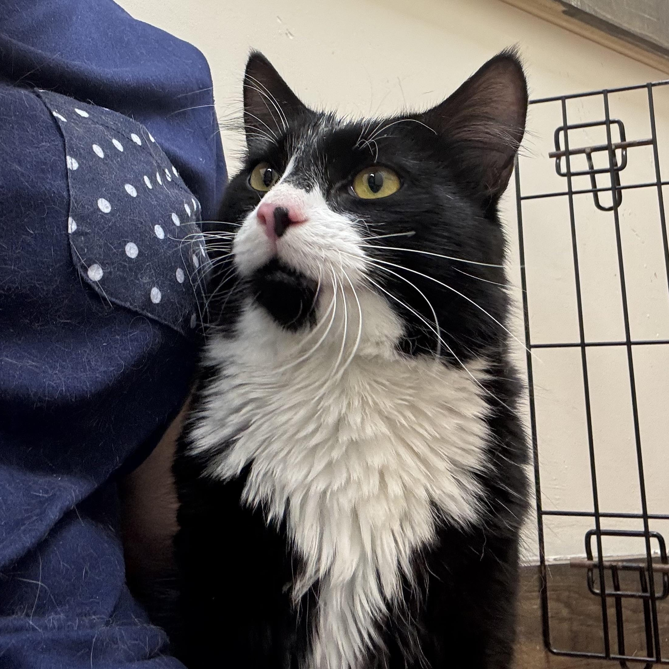 Enlarge Ichabod, a Adopted Domestic Medium Hair in Medford, MA image 5/6
