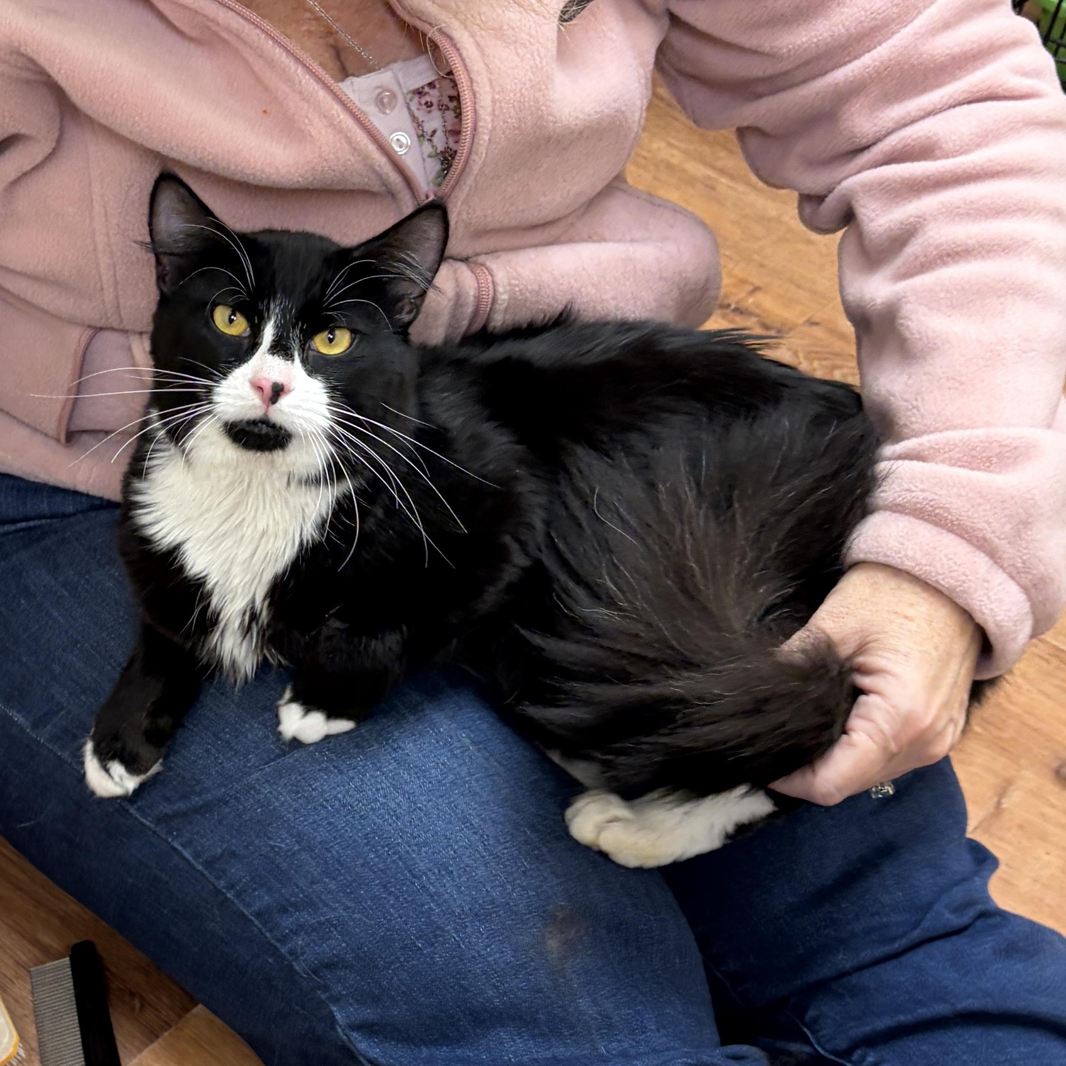 Enlarge Ichabod, a Adopted Domestic Medium Hair in Medford, MA image 2/6