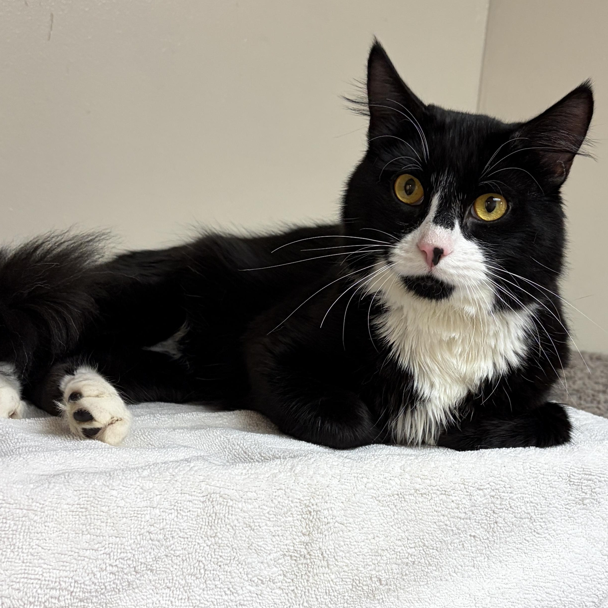 Enlarge Ichabod, a Adopted Domestic Medium Hair in Medford, MA image 6/6