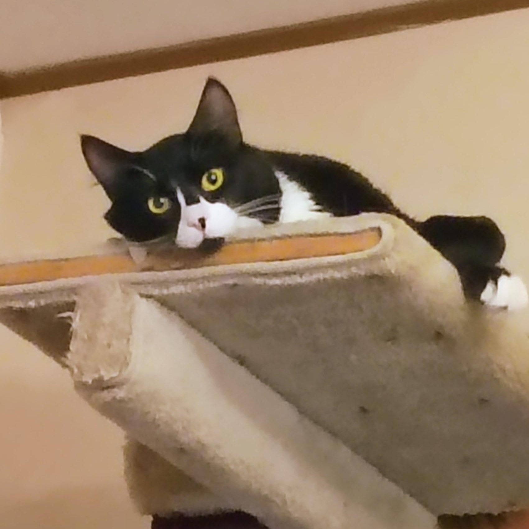 Enlarge Ichabod, a Adopted Domestic Medium Hair in Medford, MA image 3/6