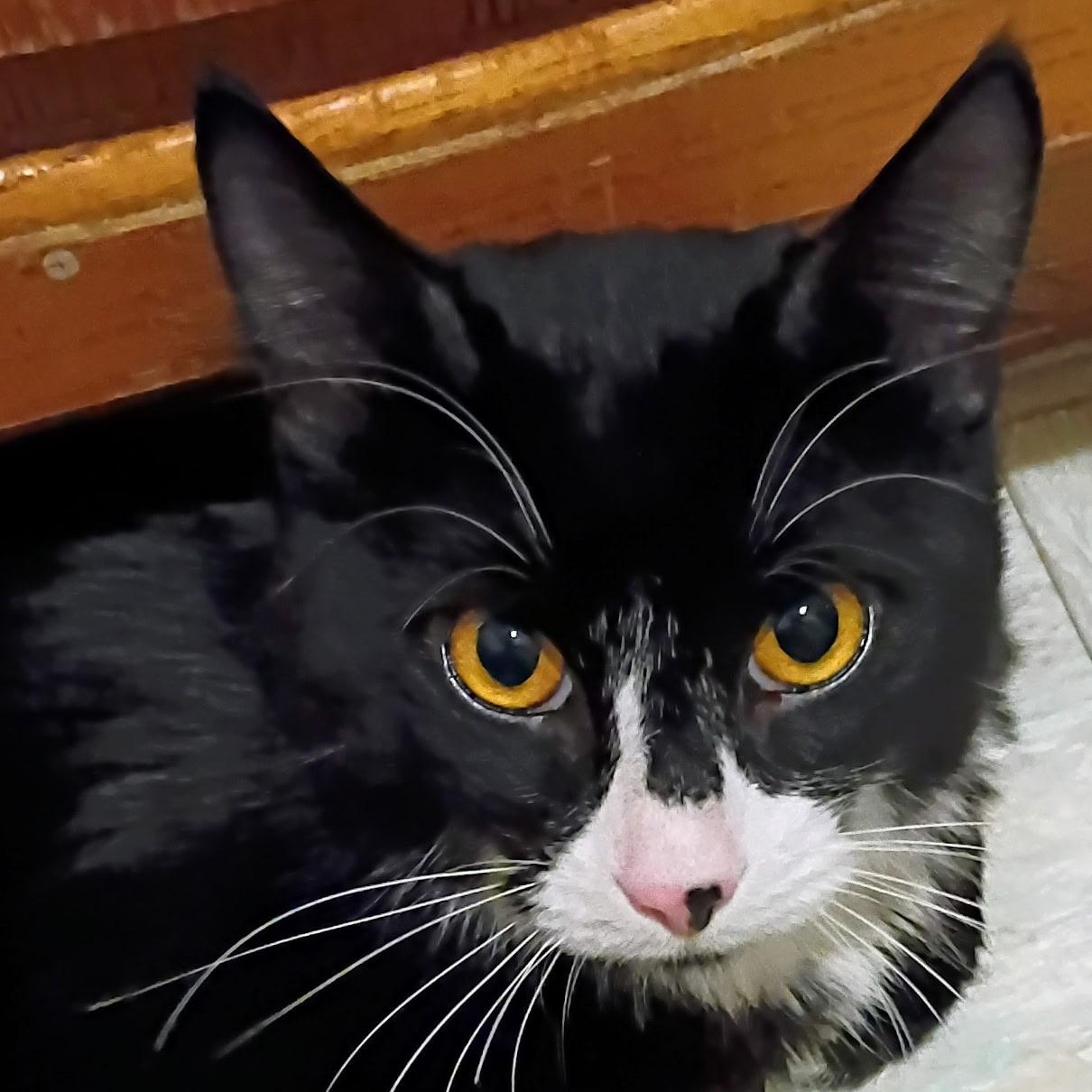 Enlarge Ichabod, a Adopted Domestic Medium Hair in Medford, MA image 4/6