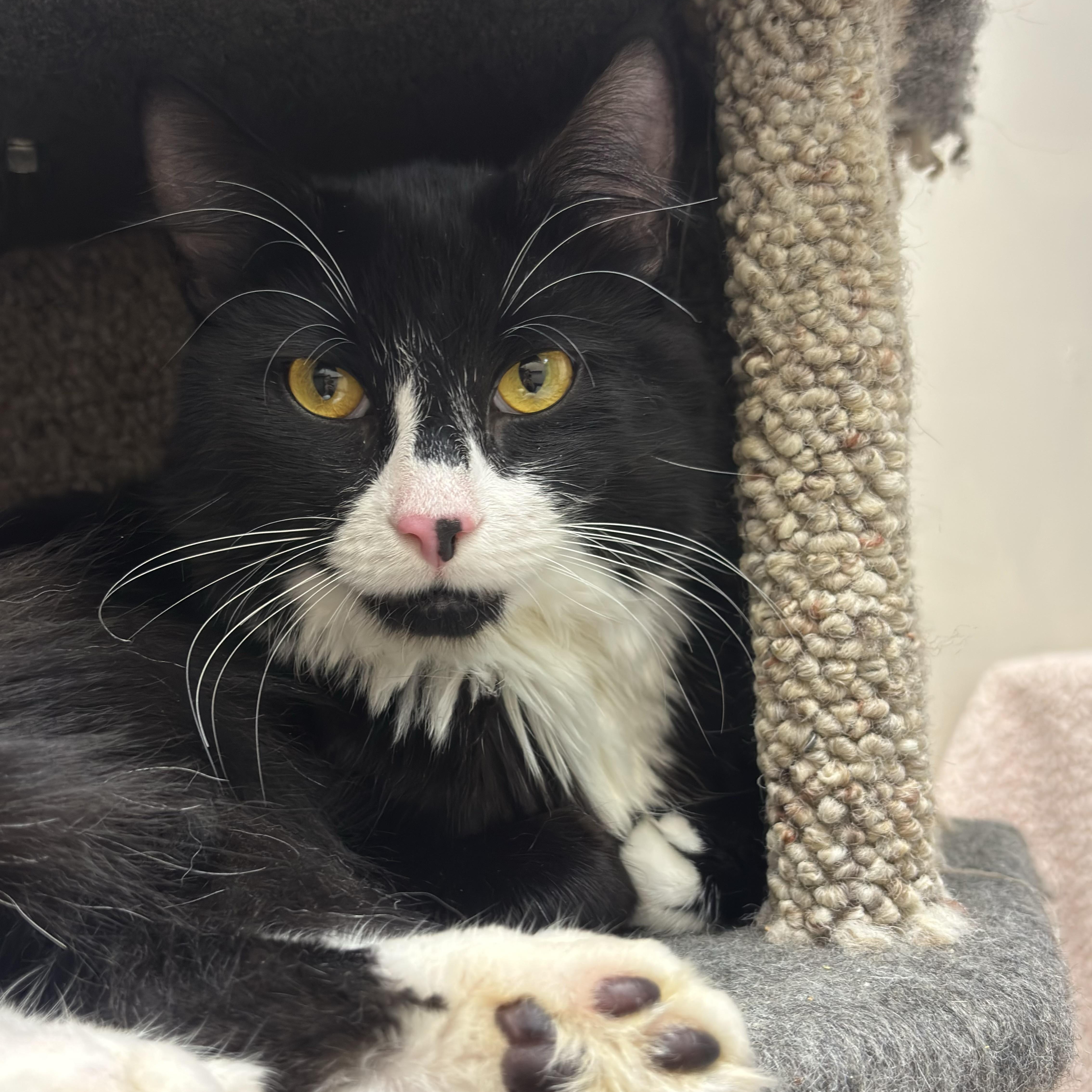 Ichabod, Adopted, Young Male Domestic Medium Hair.