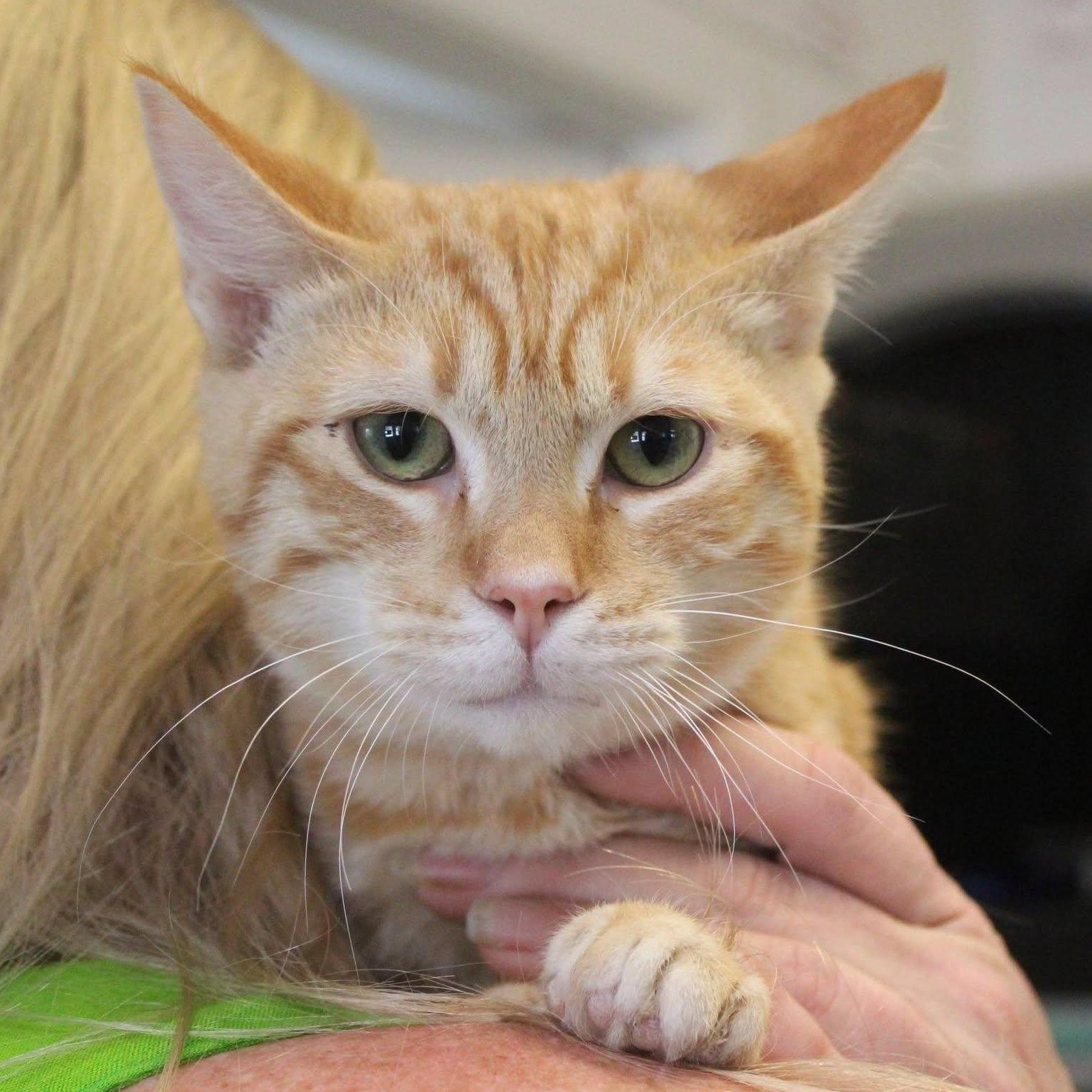 Cheeto, Adoptable, Young Male Domestic Short Hair.