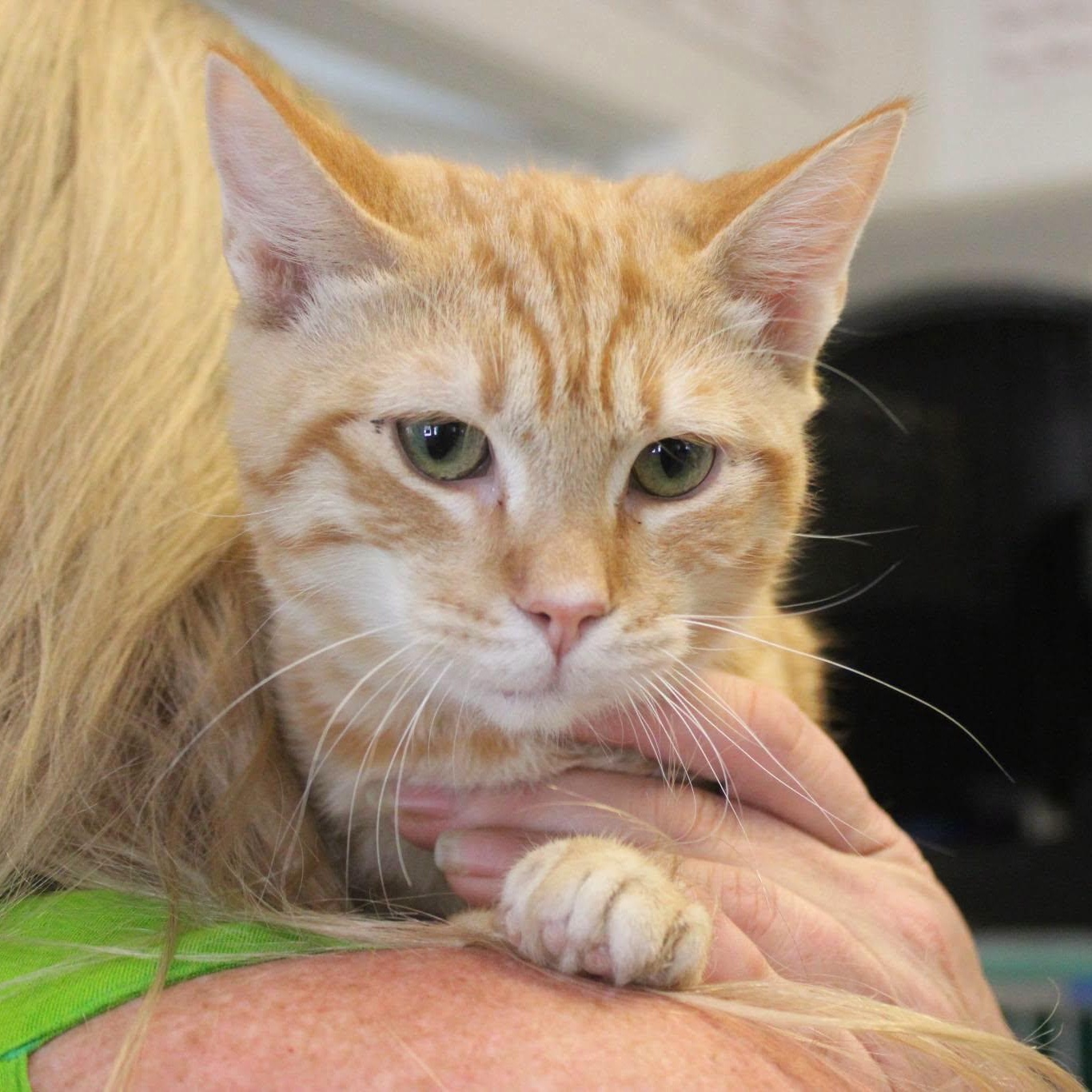 Enlarge Cheeto, a Adoptable mixed breed in Weaverville, CA image 2/2