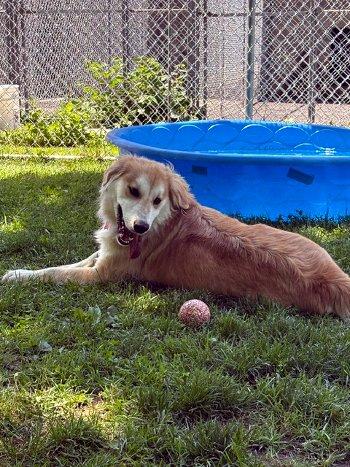 Perkins, a ADOPTABLE mixed breed in Bedford Hills, NY image 6/6