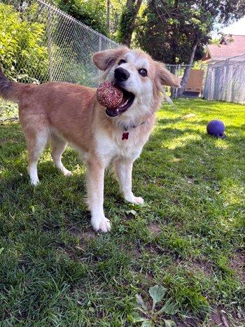 Perkins, a ADOPTABLE mixed breed in Bedford Hills, NY image 5/6