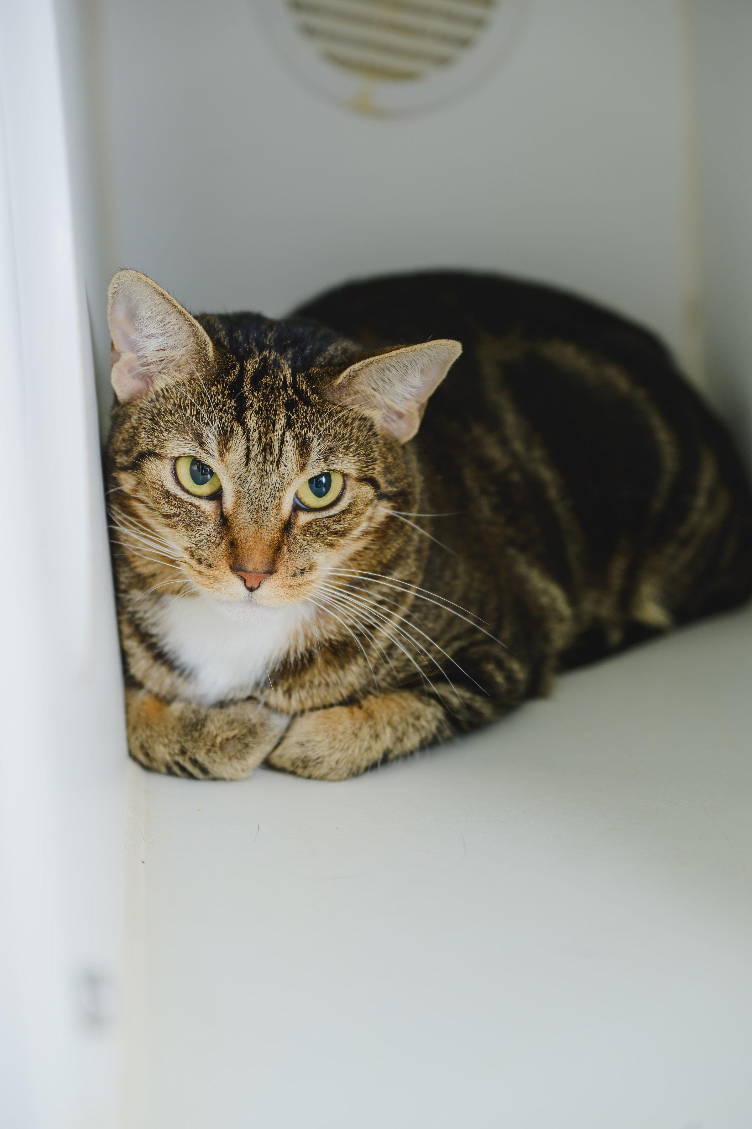 Claudette, Adoptable, Adult Female Domestic Short Hair.