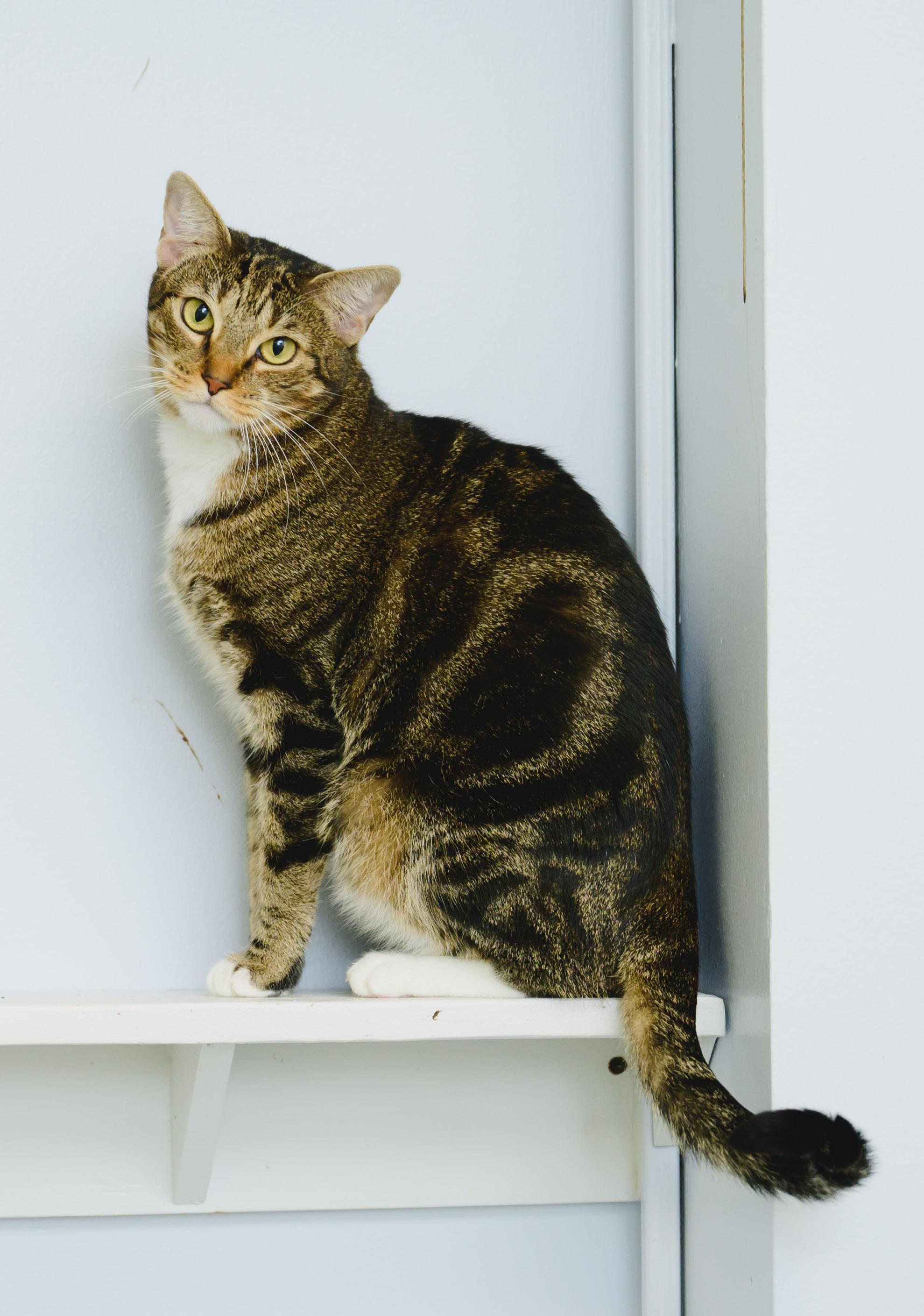 Enlarge Claudette, a Adoptable Domestic Short Hair in Honolulu, HI image 2/6