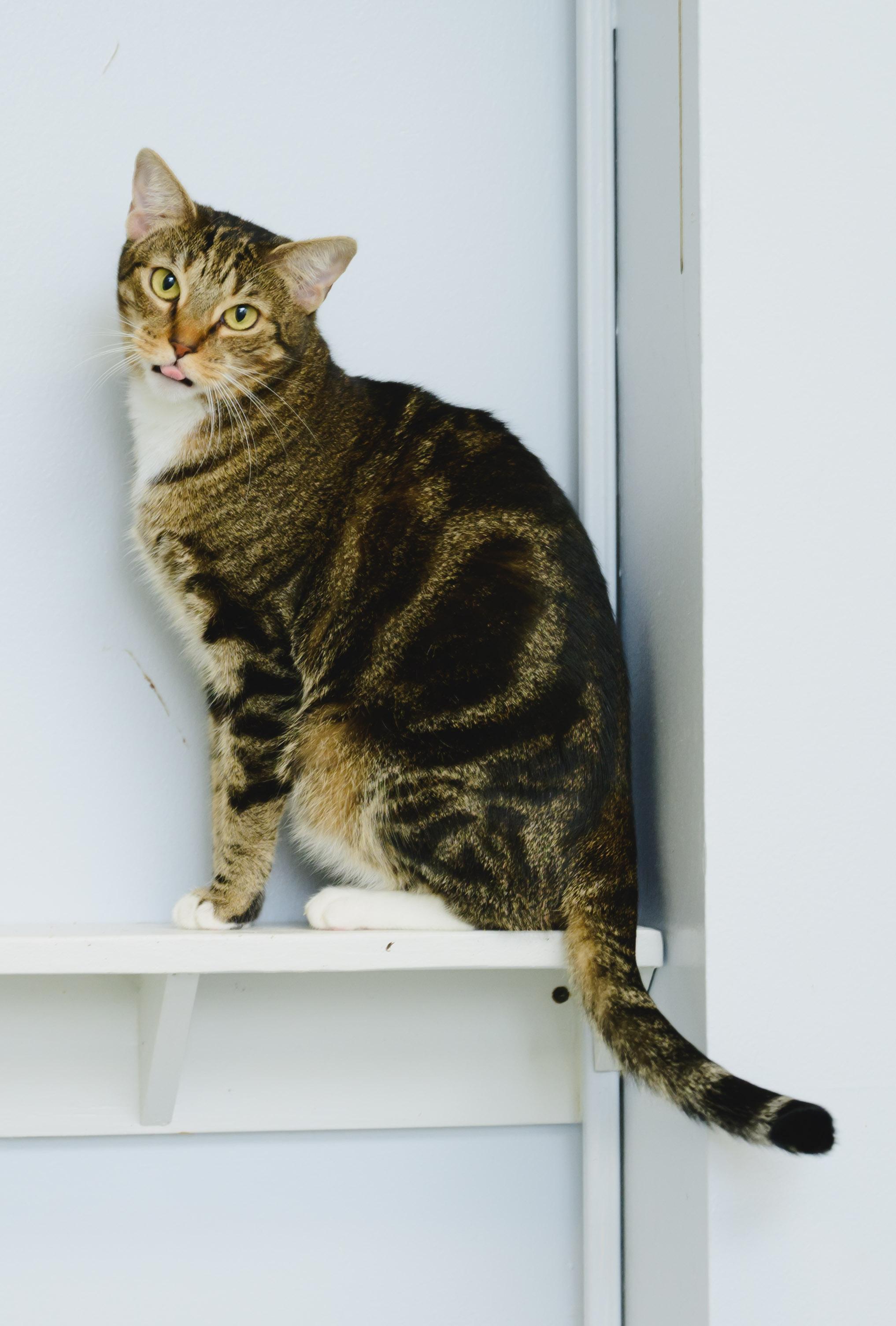 Enlarge Claudette, a Adoptable Domestic Short Hair in Honolulu, HI image 3/6