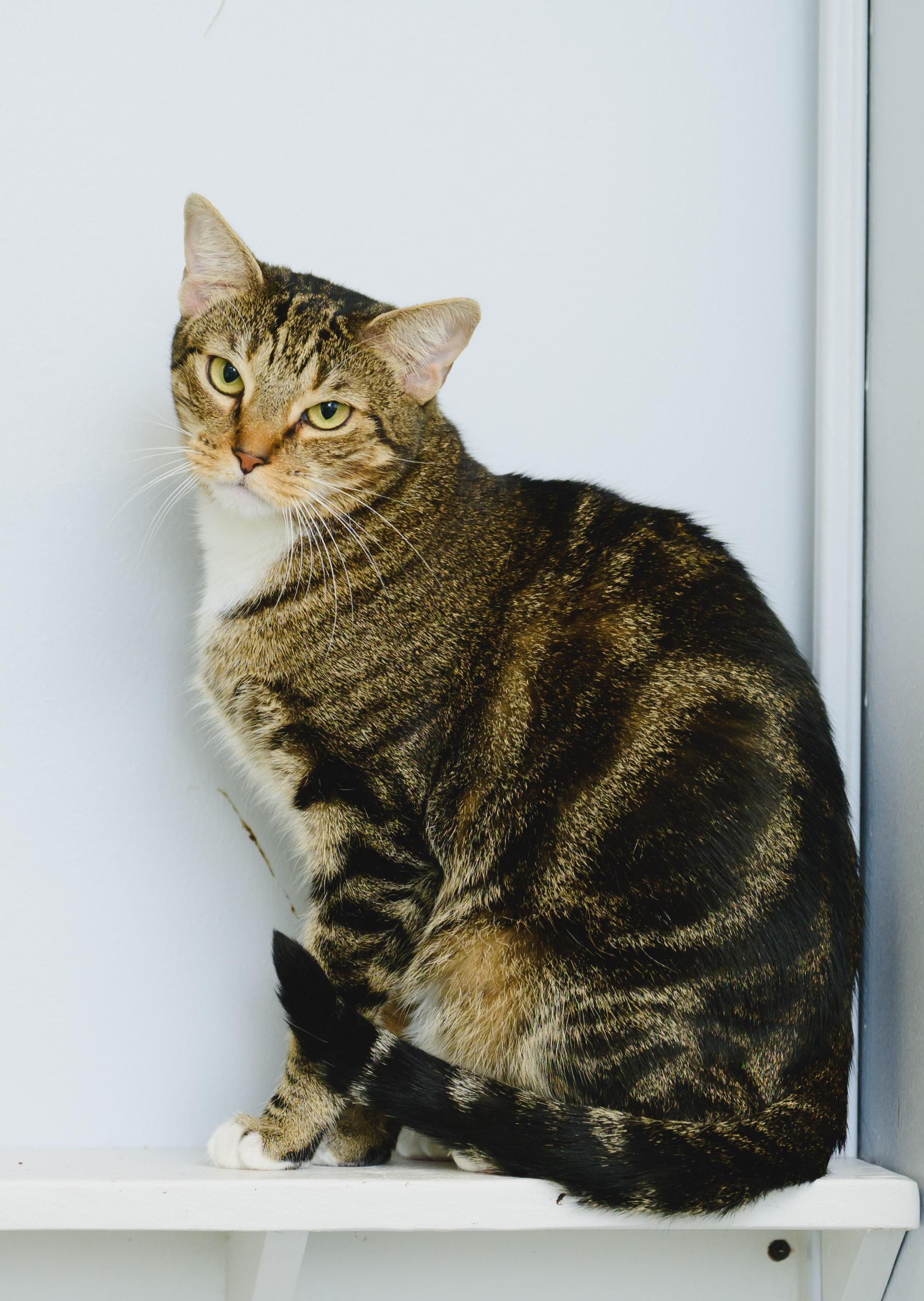 Enlarge Claudette, a Adoptable Domestic Short Hair in Honolulu, HI image 4/6