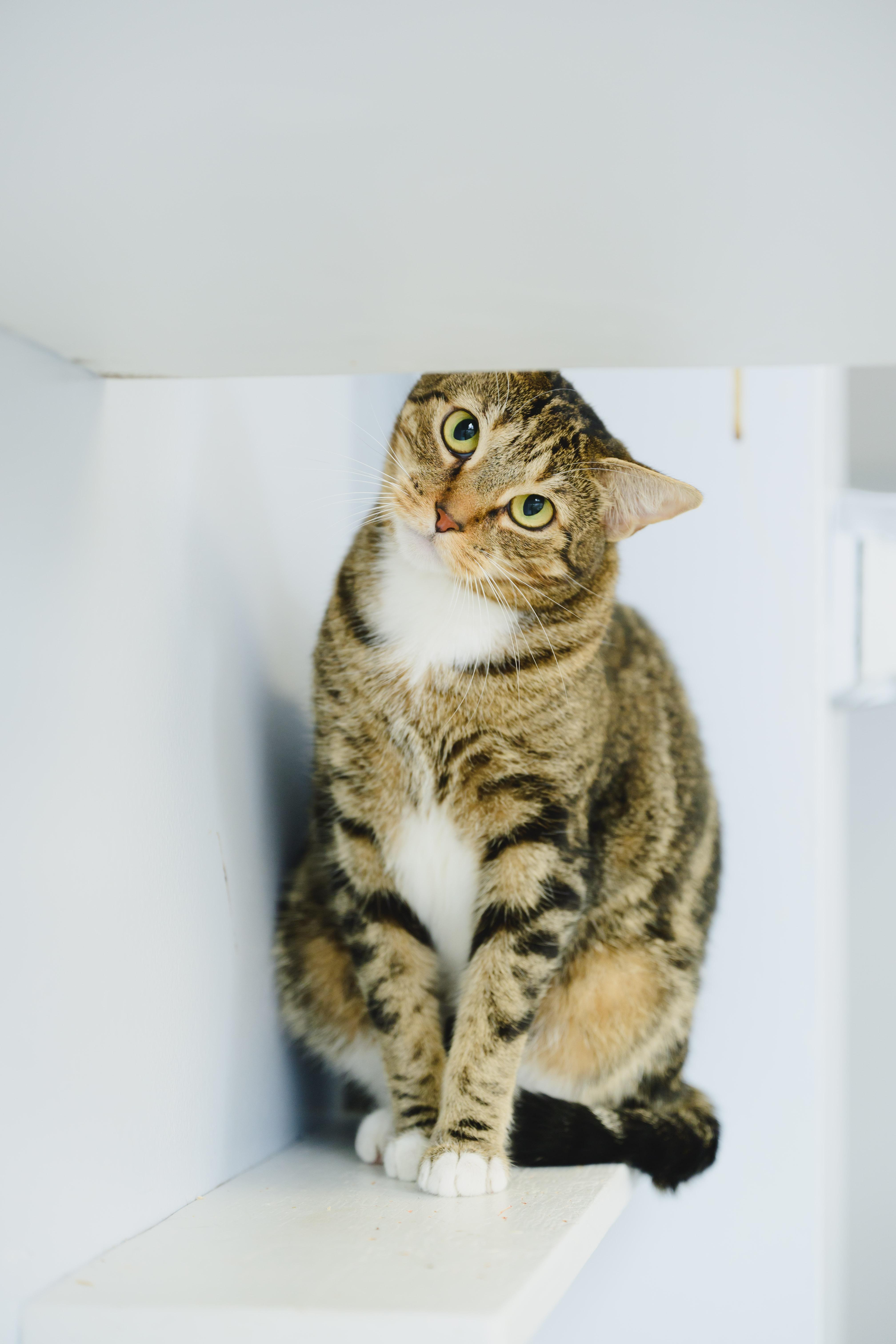 Enlarge Claudette, a Adoptable Domestic Short Hair in Honolulu, HI image 6/6