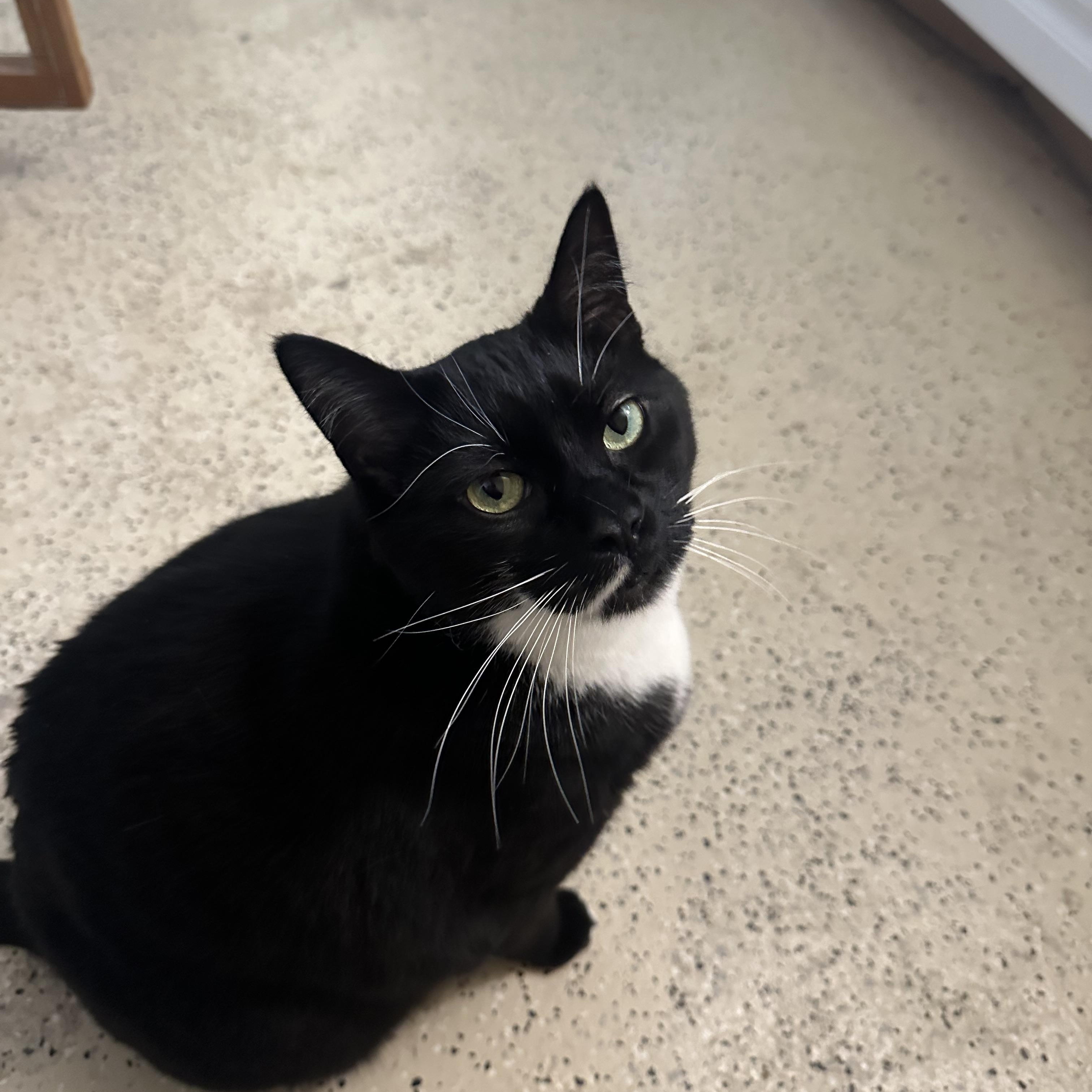 Enlarge Reo, an adopted Tuxedo in Franklinville, NJ image 2/2