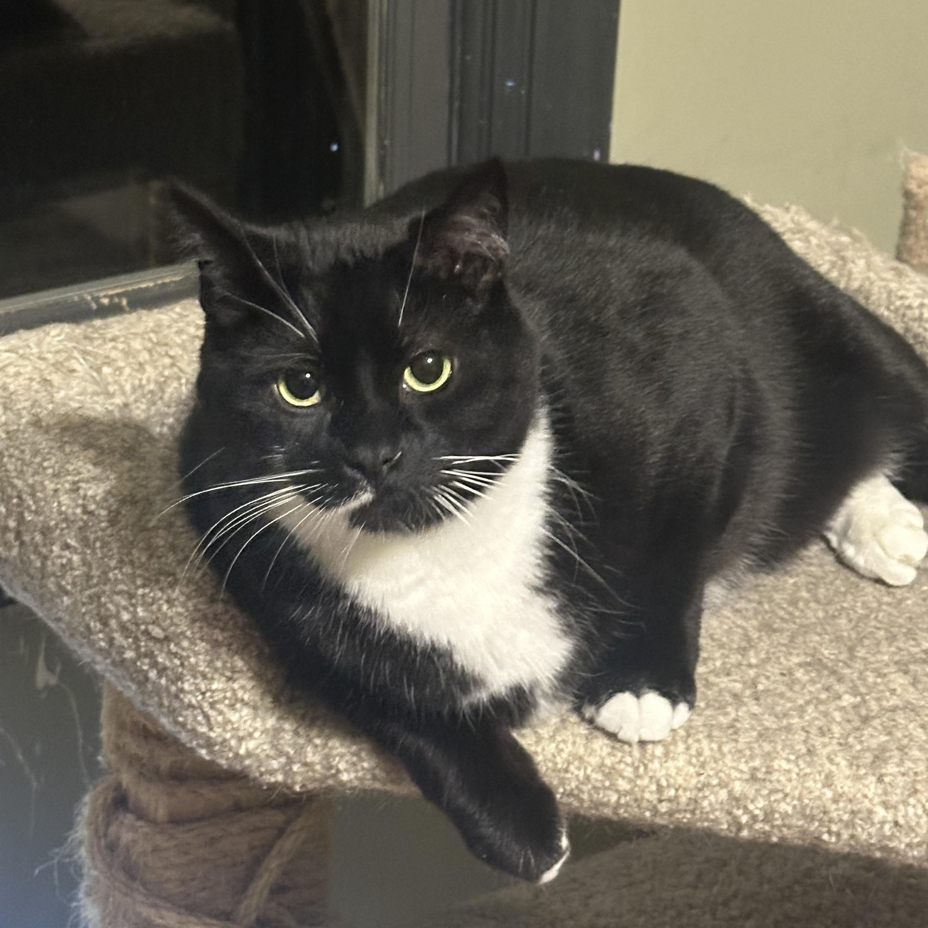 Enlarge Reo, an adopted Tuxedo in Franklinville, NJ image 1/2