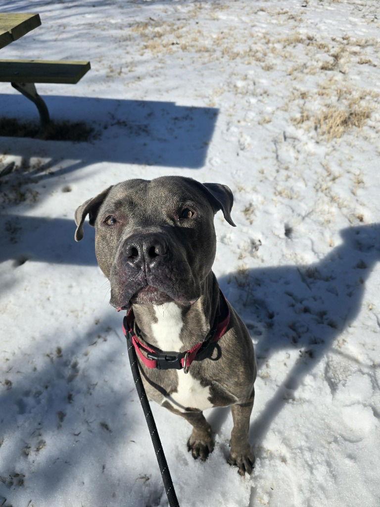 DA 14 Firework, Adoptable, Young Male Pit Bull Terrier.