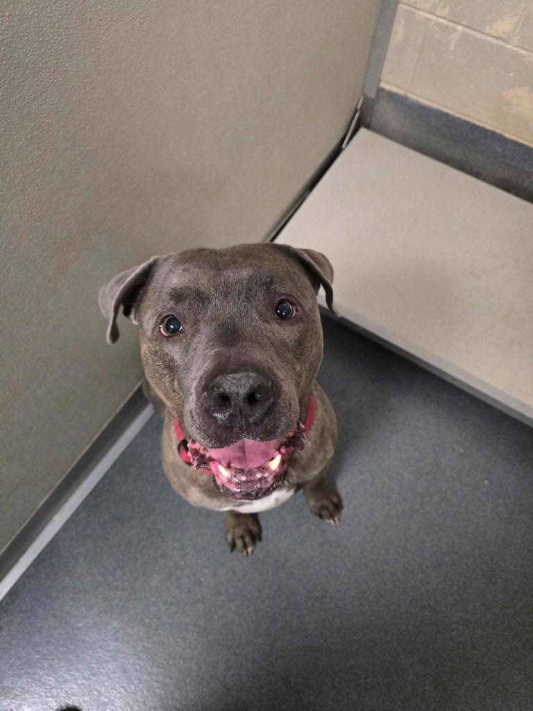 DQ 59 Firework, Adoptable, Young Male Pit Bull Terrier.