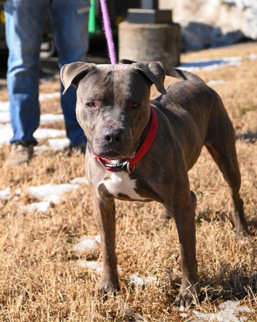Enlarge DA 14 Firework, a Adoptable Pit Bull Terrier in Glen Allen, VA image 1/3