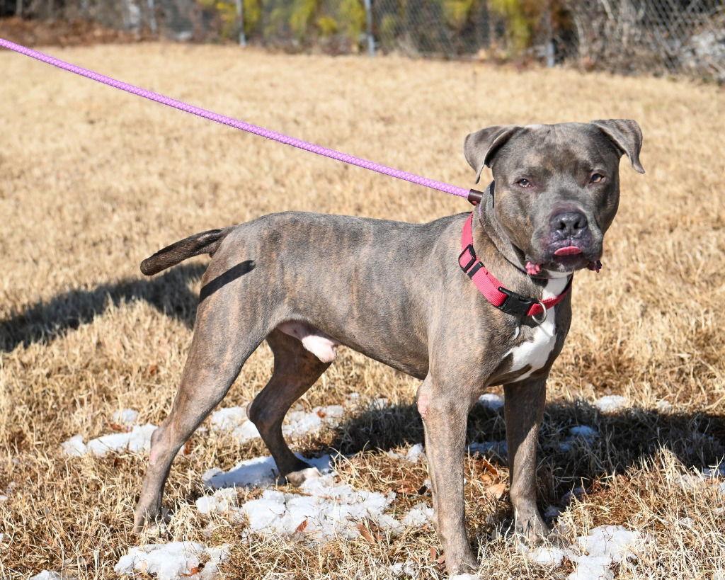 Enlarge DA 14 Firework, a Adoptable Pit Bull Terrier in Glen Allen, VA image 2/3