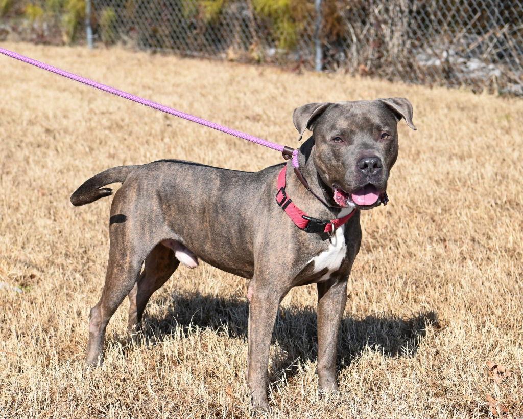 Enlarge DA 14 Firework, a Adoptable Pit Bull Terrier in Glen Allen, VA image 3/3