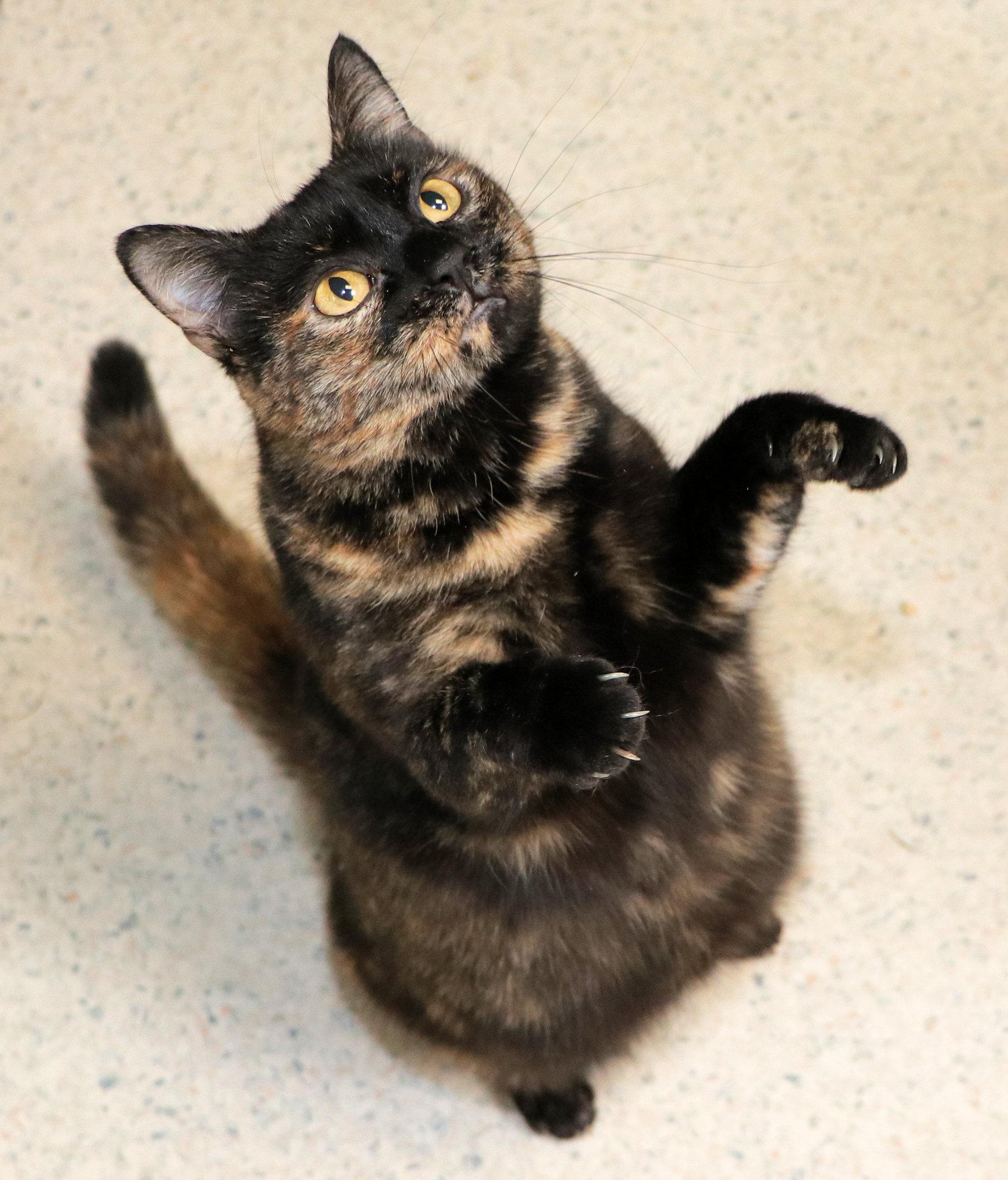Pepper