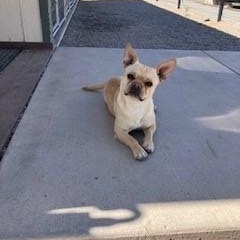 Enlarge Vegas, an adopted mixed breed in Bernalillo, NM image 2/3