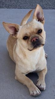 Enlarge Vegas, an adopted mixed breed in Bernalillo, NM image 1/3