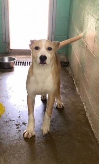 Enlarge Bread, a Adoptable Mixed Breed in Beebe, AR image 1/1