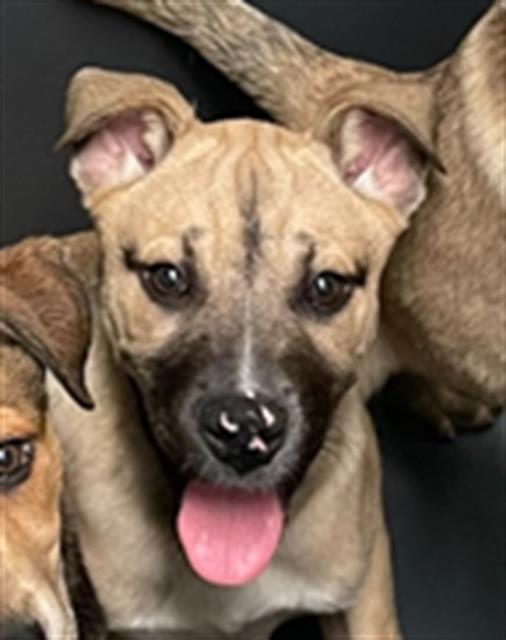 Enlarge Maize -- LONGTIME RESIDENT!, a ADOPTABLE Mixed Breed in Thousand Oaks, CA image 1/1